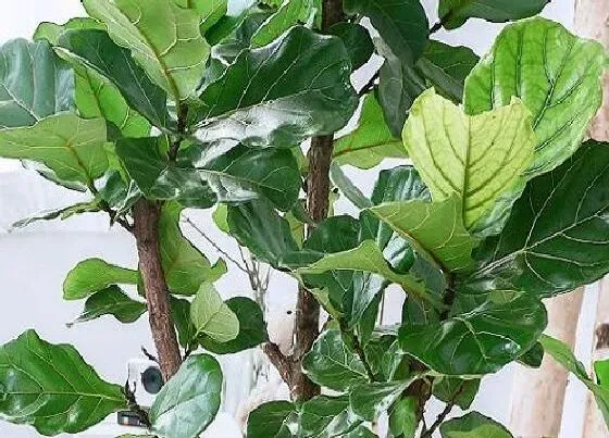 摆放风水|家里养琴叶榕风水好吗