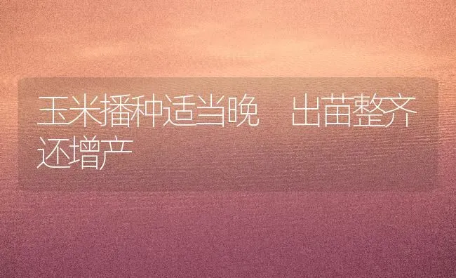 玉米播种适当晚 出苗整齐还增产 | 粮油作物种植