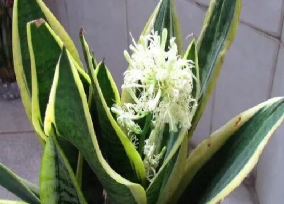 植物百科|虎耳兰开花吗 在什么时候开花