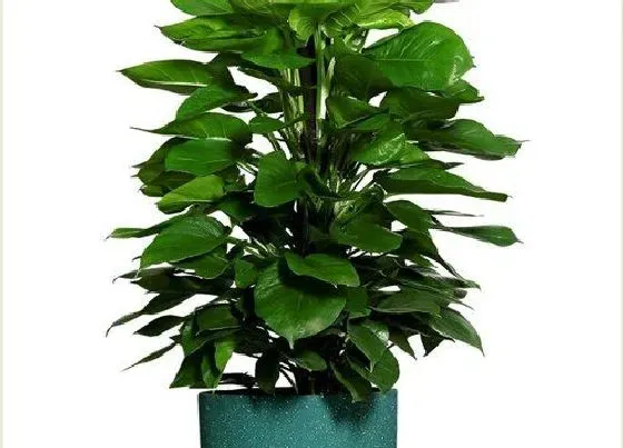 植物排行|种在水里的植物有哪些