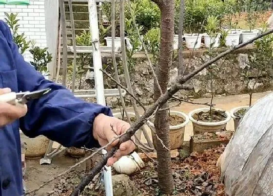 植物修剪|樱花树怎么修剪方法