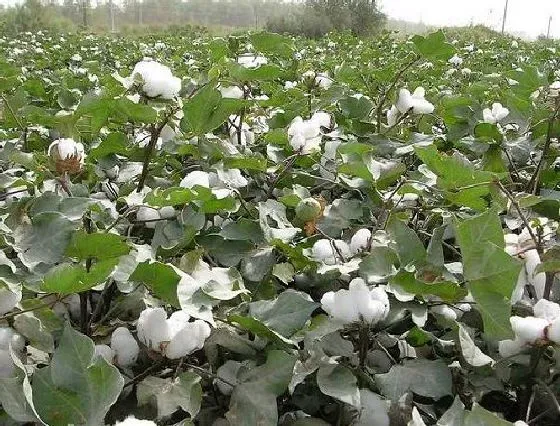 植物病害|棉花病毒病症状与防治方法