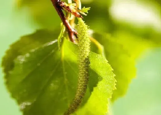 花期|白桦花期多长时间 花期是什么时候