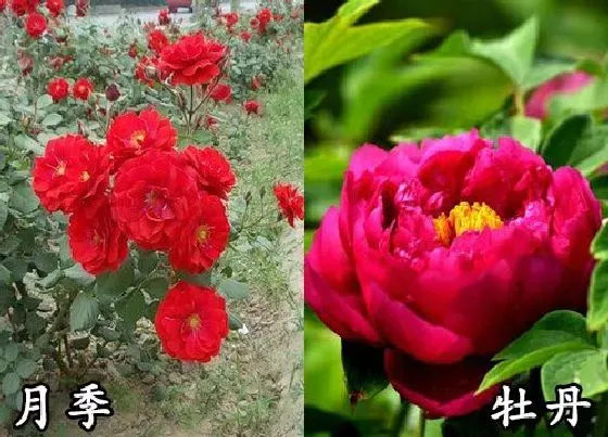 植物种类|月季和牡丹是一种花吗