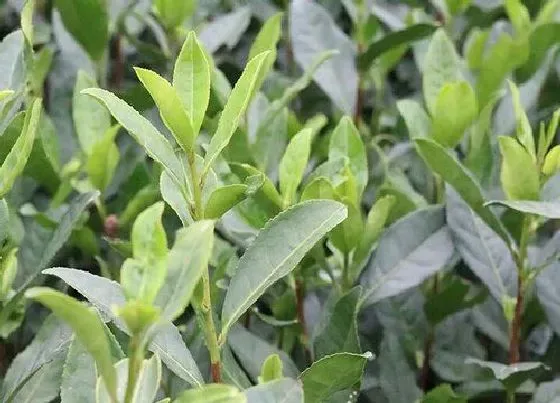 植物百科|茶叶属于什么植物类型