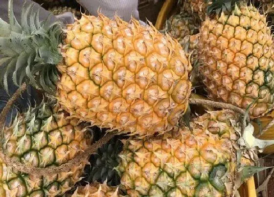 冬天植物|菠萝怎么过冬天 防冻过冬管理要点