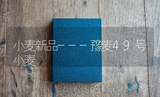 小麦新品---豫麦49号小麦 | 粮油作物种植