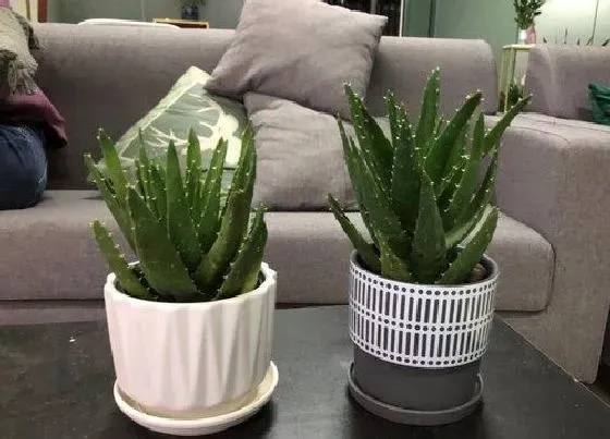 植物种类|喜欢阳光的植物盆栽有哪些