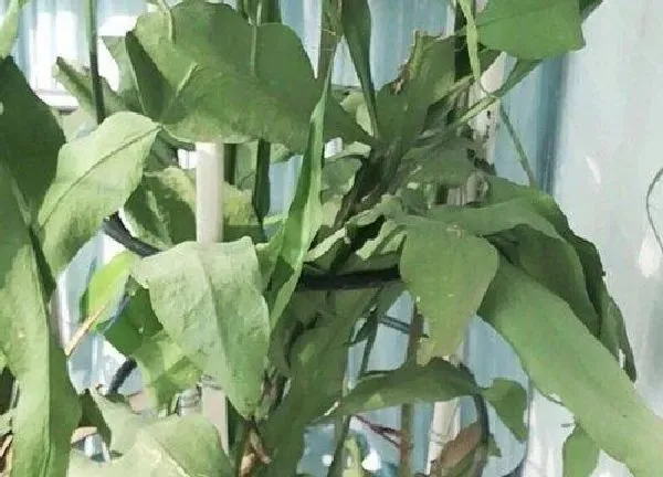 养殖科普|昙花喜不喜欢阳光