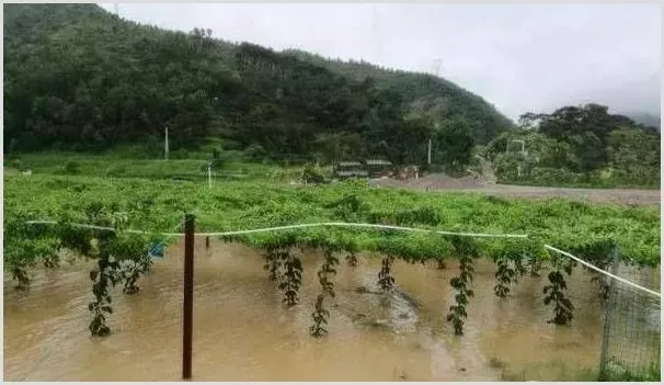 沿海地区果园的有效防风措施 | 种植病虫害