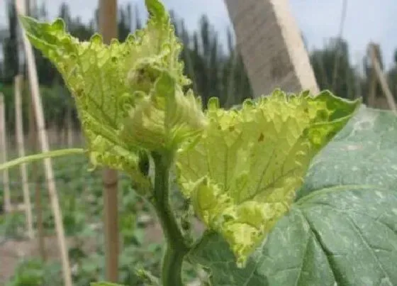 植物病害|哈密瓜病毒病症状与防治方法