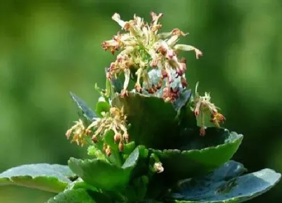 植物百科|长寿花又叫什么名字