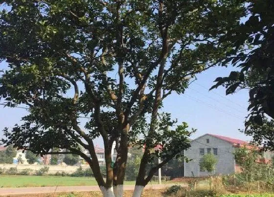 植物文学|大树的生长过程