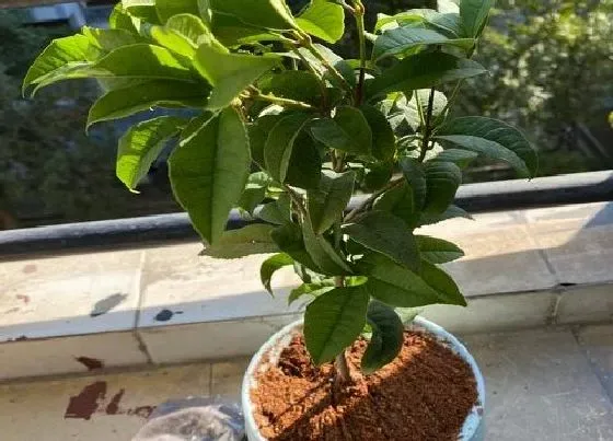 种植管理|桂花生长速度快慢 一年能长多少