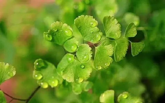 植物百科|蕨类植物有种子吗 种子怎么种植