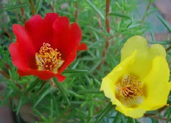 植物播种|太阳花什么时候播种最合适