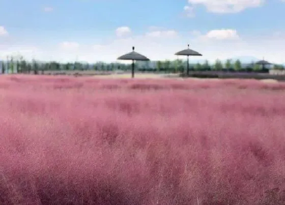 开花时间|粉黛乱子草什么时候开花