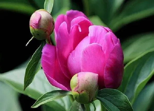 养殖科普|芍药花喜阴还是喜阳