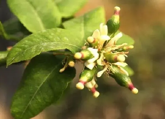 开花时间|百香果多久开花一次