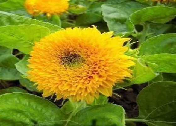 植物种类|喜欢阳光的植物盆栽有哪些