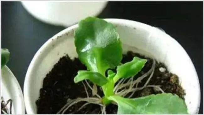 长寿花扦插技巧注意 | 种植技术