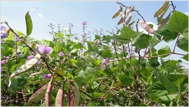 扁豆的田间管理要点 | 耕种资料