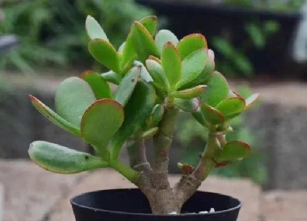 植物浇水|茶叶水可以浇玉树吗