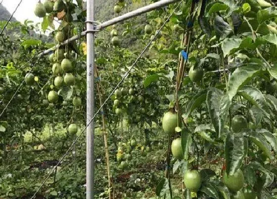 植物百科|百香果几年生植物