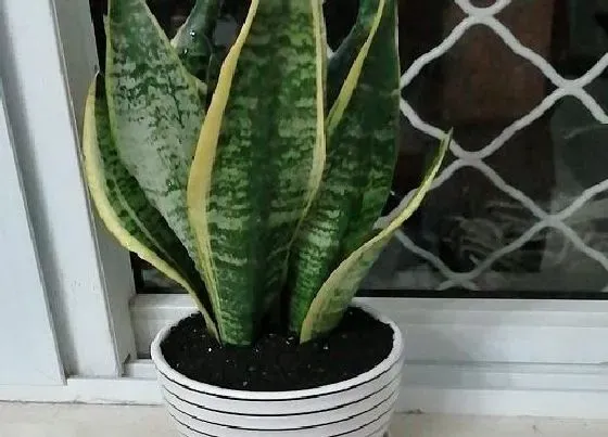 植物排行|虎皮兰哪个品种好