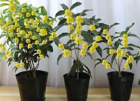 种植管理|桂花生长速度快慢 一年能长多少