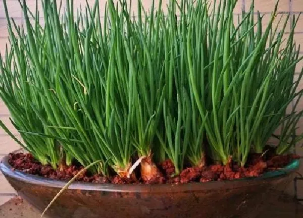植物换土|种葱用什么土最好
