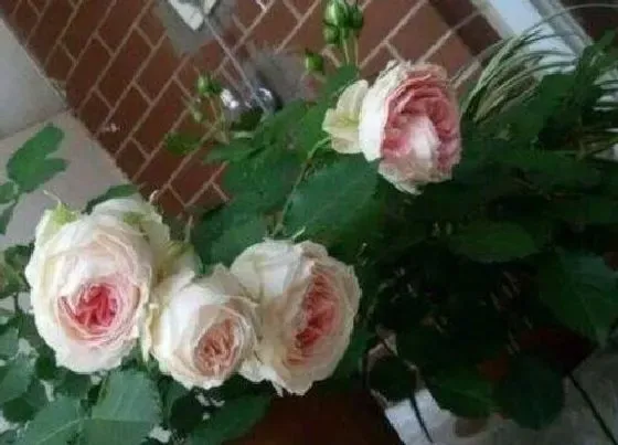 植物修剪|绒球门廊怎么修剪方法