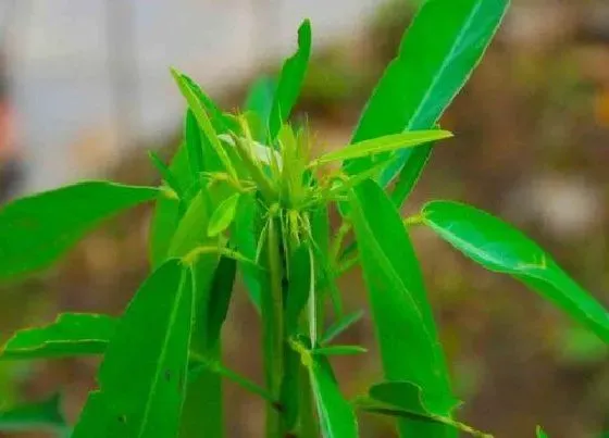 植物百科|跳舞草属于什么植物类型