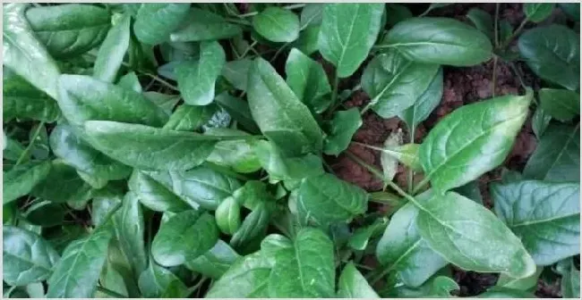菠菜霜霉病的防治方法 | 农业科普