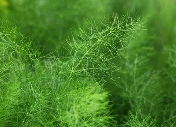 养殖方法|茴香怎么水培养殖方法