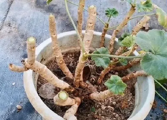 植物嫁接|天竺葵可以嫁接吗