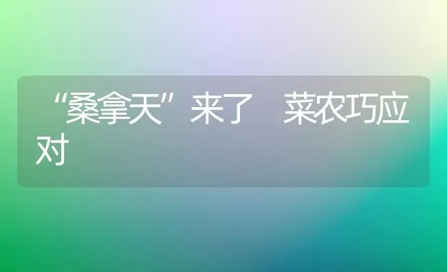 “桑拿天”来了 菜农巧应对 | 蔬菜种植
