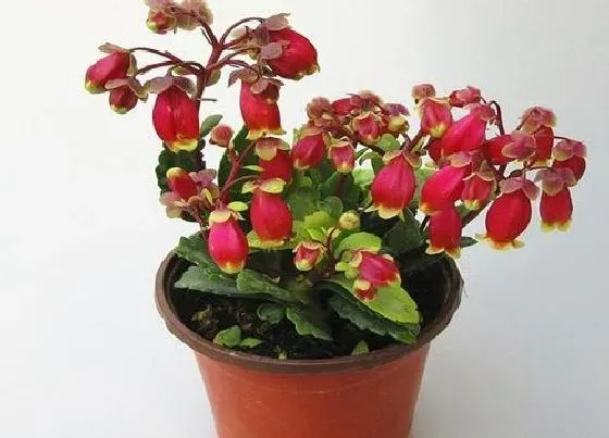 植物百科|长寿花又叫什么名字