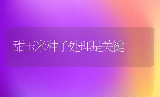 甜玉米种子处理是关键 | 粮油作物种植