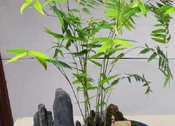 养殖科普|竹子可以种在花盆里吗