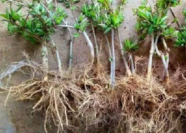 盆景|金银花老桩好活吗（金银花盆栽老桩无细根容易栽活吗）