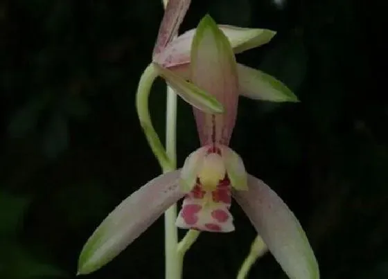 开花时间|建兰彩凤一年开几次花