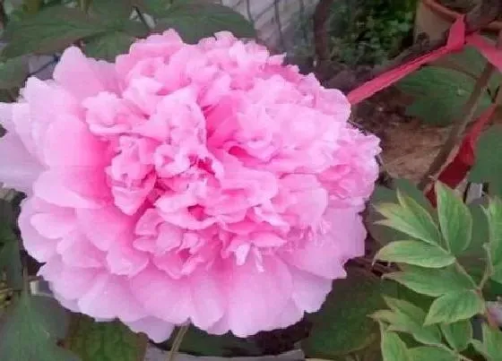 花语|什么花的花语是自爱自尊