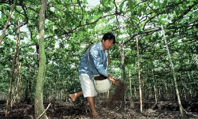 植物施肥|果树全年的施肥时间大全，果树一年四季的施肥方法）