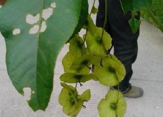 植物百科|金钱树有种子吗