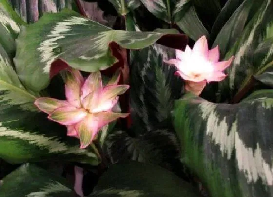 植物百科|竹芋开花吗 开花样子（图片）