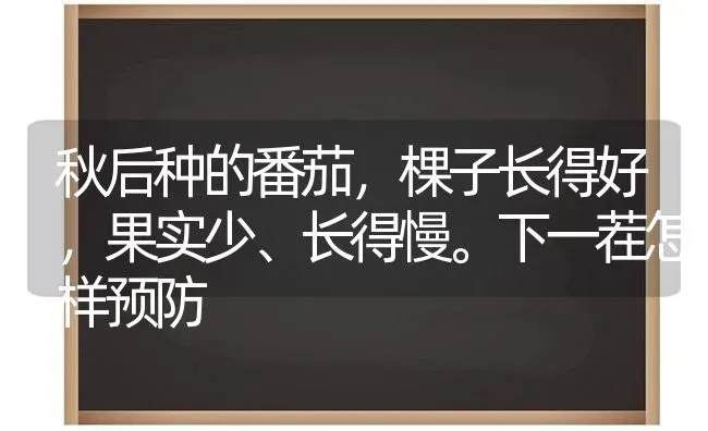 秋后种的番茄，棵子长得好，果实少、长得慢。下一茬怎样预防 | 瓜果种植