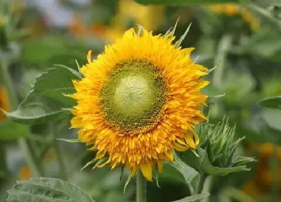 植物排行|太阳花有多少品种