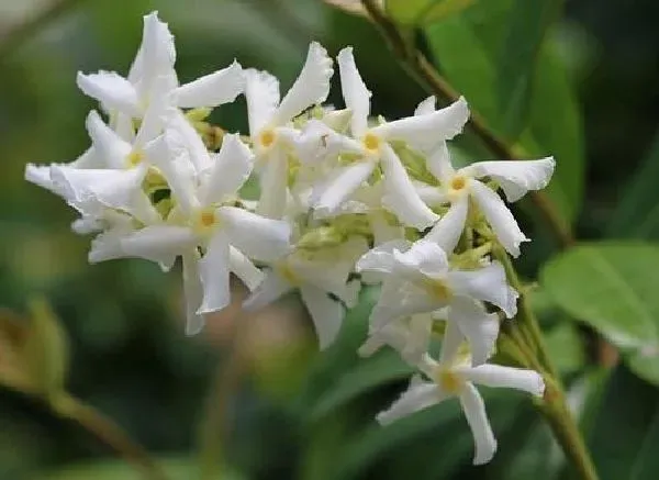 植物浇水|茉莉花可以浇醋吗 用醋水浇的正确方法