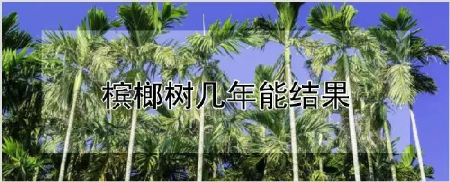 槟榔树几年能结果 | 自然知识
